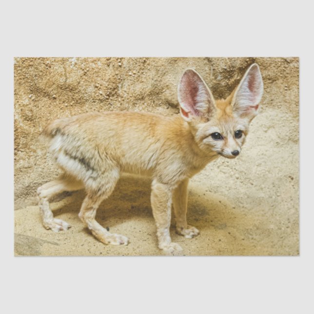 Wild Fennec Fox Seidenpapier (Vorderseite)