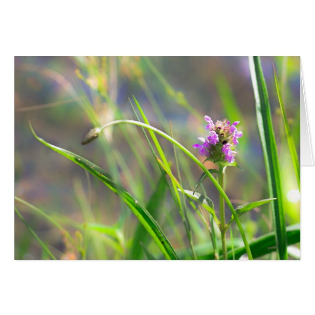 Wild Field Grass - Violet Blossom  Greeting Card (Vorderseite (Horizontal))
