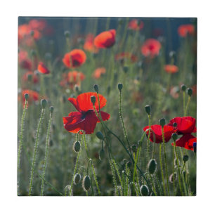 Wild Field of Poppies Keramik Tile Fliese