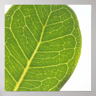 Wild Fig Green Leaf Texture Nature Poster