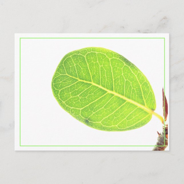 Wild Fig Rich Green Leaf Postcard Feiertagspostkarte (Vorderseite)
