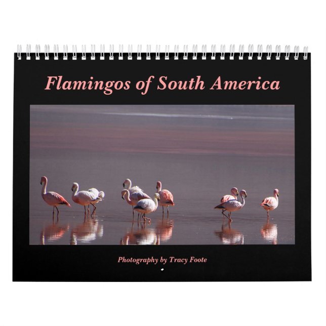 Wild Flamingo Südamerika Vögel Kalender (Titelbild)