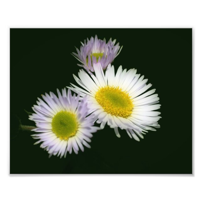 Wild Fleabane Daisy Blume 8x10 Fotodruck (Vorne)