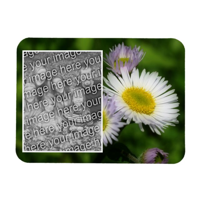 Wild Fleabane Daisy Blume Frame Ihr Foto hinzufüge Magnet (Horizontal)