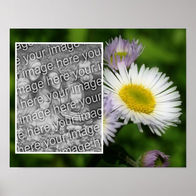 Wild Fleabane Daisy Blume Frame Ihr Foto hinzufüge Poster (Vorne)