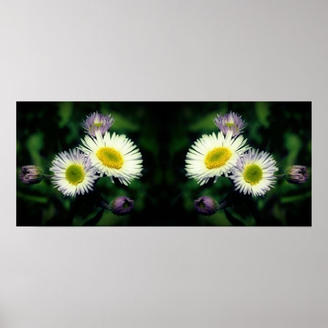 Wild Fleabane Daisy Blume Mirror Abstrakt Poster (Vorne)