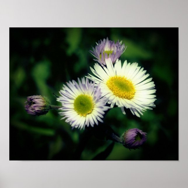 Wild Fleabane Daisy Blume Nah Up Poster (Vorne)