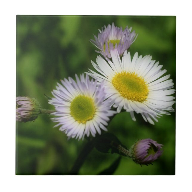 Wild Fleabane Daisy Blume Nature Fliese (Vorderseite)