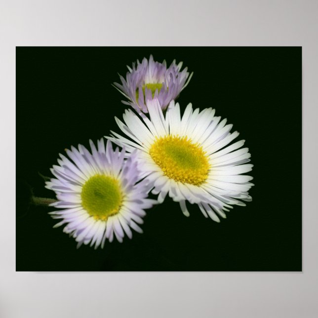 Wild Fleabane Daisy Blume Poster (Vorne)