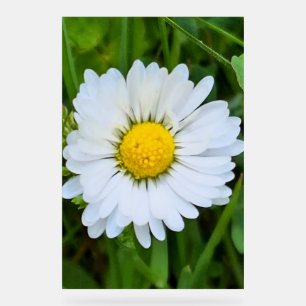 Wild Flower Rumänien – Botanische Makrofotografie Acrylschild
