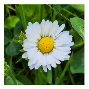Wild Flower Rumänien – Botanische Makrofotografie Poster