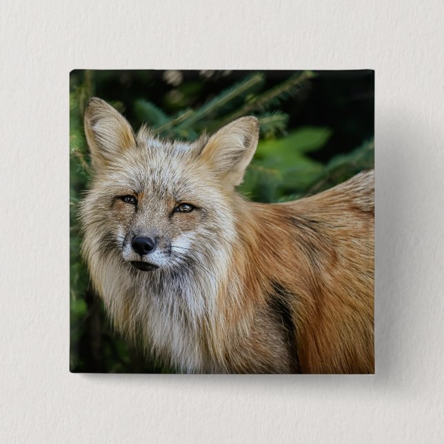 Wild Fox Button (Vorderseite)