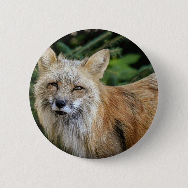Wild Fox Button (Vorderseite)
