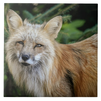 Wild Fox Fliese