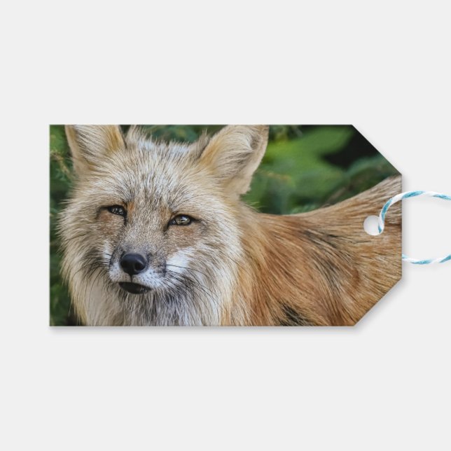 Wild Fox Geschenkanhänger (Vorderseite (Horizontal))