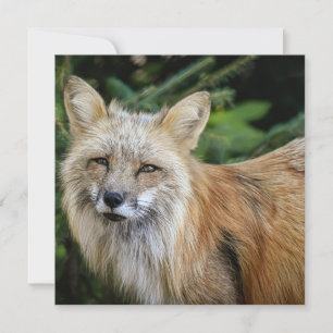 Wild Fox Karte