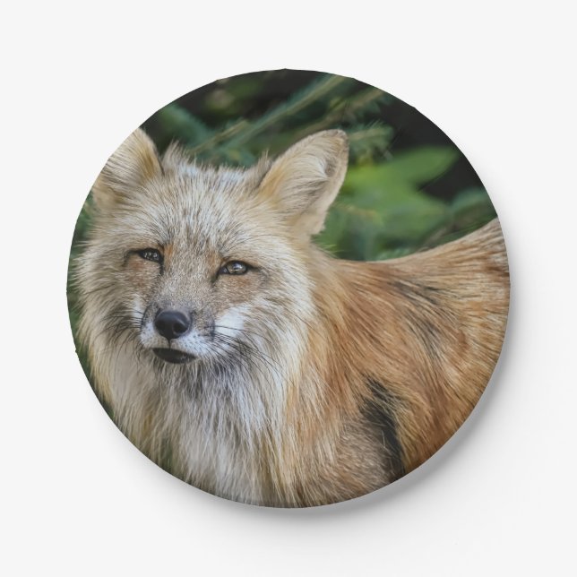 Wild Fox Pappteller (Vorderseite)
