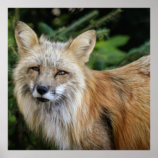 Wild Fox Poster (Vorne)