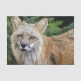 Wild Fox Seidenpapier