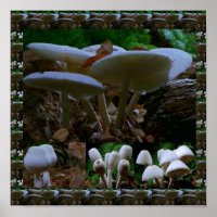 Wild Fresh MUSHROOM Fungi : Exotische Fotografie