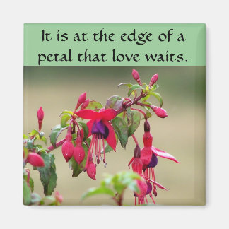 Wild Fuchsias Magnet