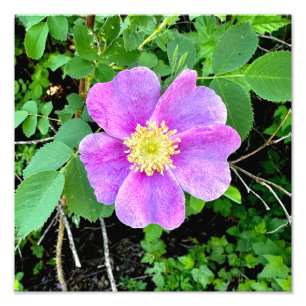 Wild gedruckte Rose Fotodruck