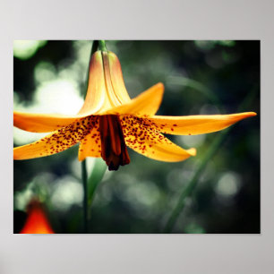 Wild Gepunktete kanadische Lily-Blume Poster