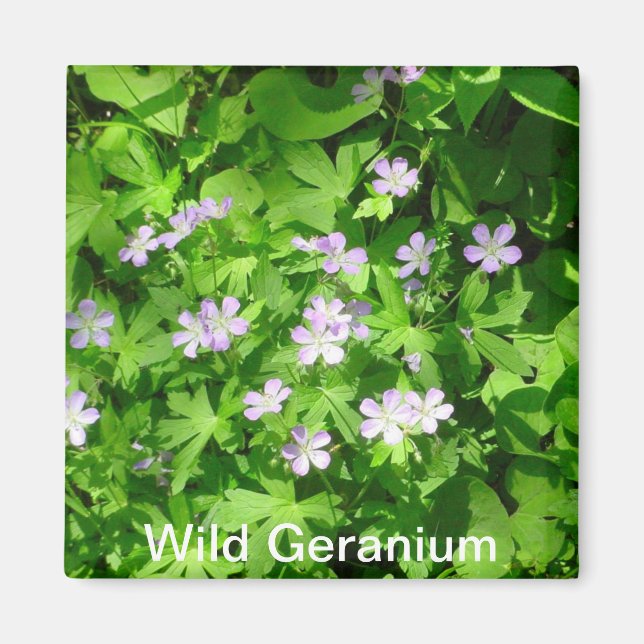 Wild Geranium Magnet (Vorne)