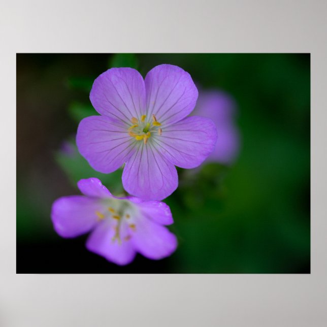 Wild Geranium Poster (Vorne)