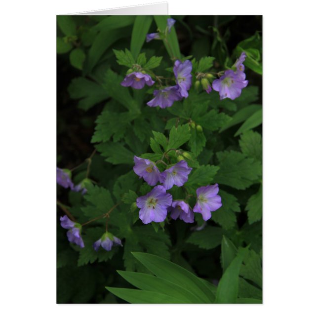 Wild Geraniums (Vorne)