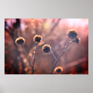 Wild getrocknete Wintermarschen Blume Poster