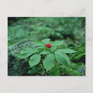 Wild Ginseng (Panax Quinquefolius) Blume Postkarte
