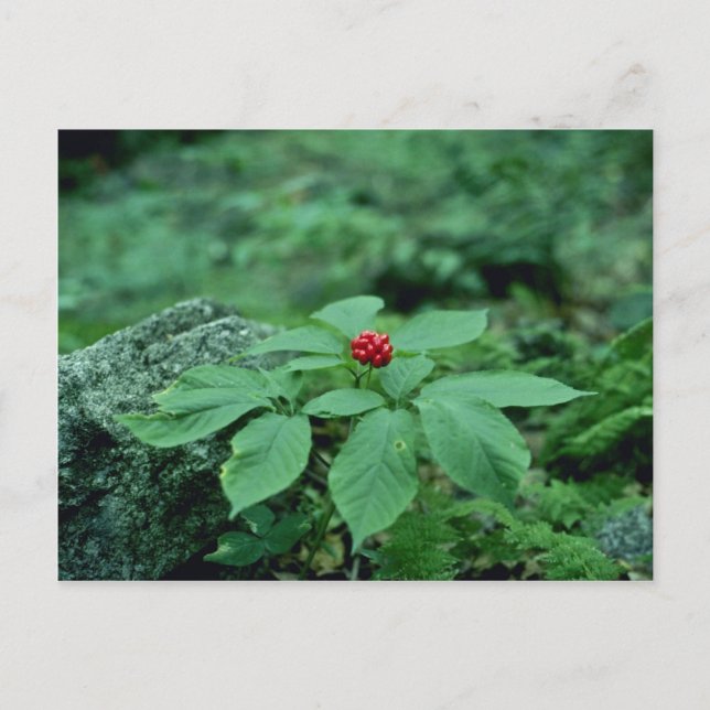 Wild Ginseng (Panax Quinquefolius) Blume Postkarte (Vorderseite)