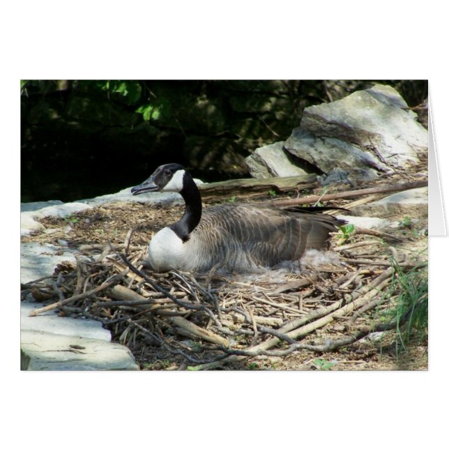 Wild Goose (Vorderseite (Horizontal))