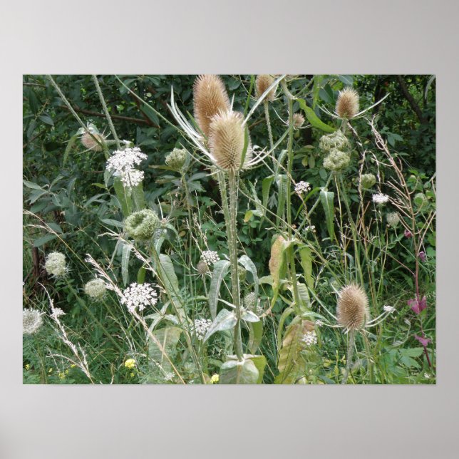 Wild Grasses Print Poster (Vorne)