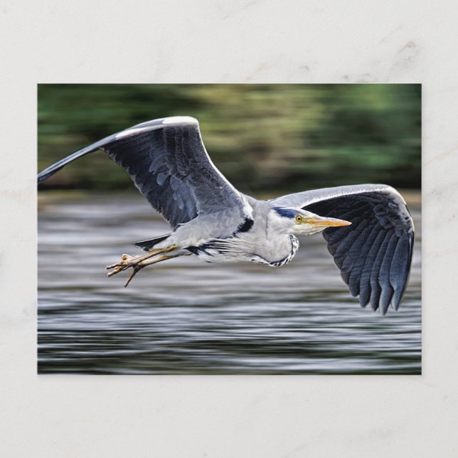 Wild Grauer Heron Bird in Flight Fotografy Postkarte (Vorderseite)
