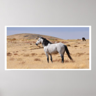 Wild Graues Pferd, Utah Poster