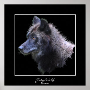 Wild Gray Wolf Wildlife Art Poster