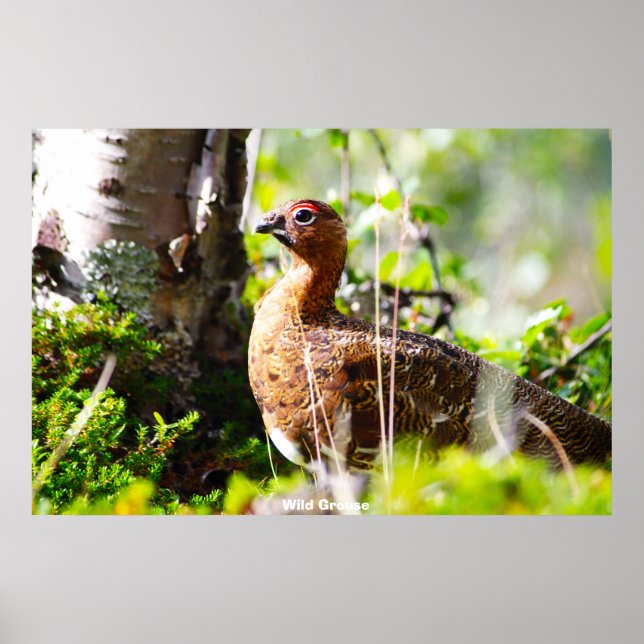Wild Grouse Poster (Vorne)