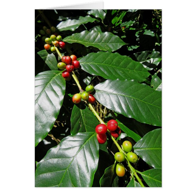 Wild Hawaiian Coffee (Vorne)