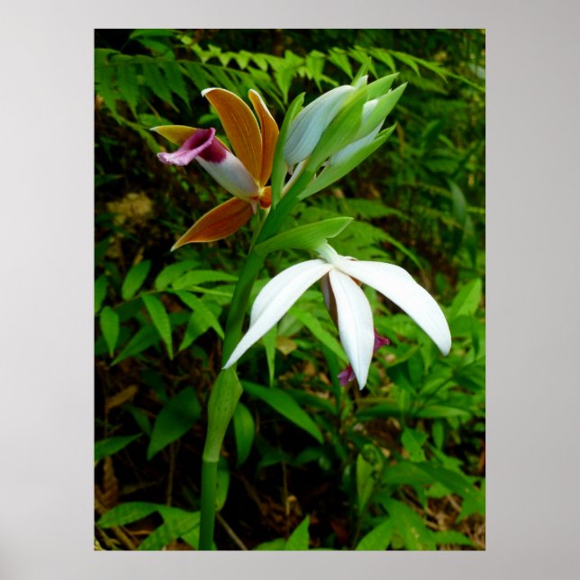 Wild Hawaiian Orchids Poster (Vorne)