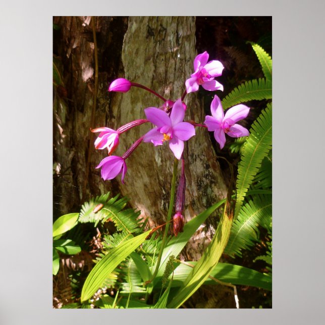 Wild Hawaiian Orchids Poster (Vorne)