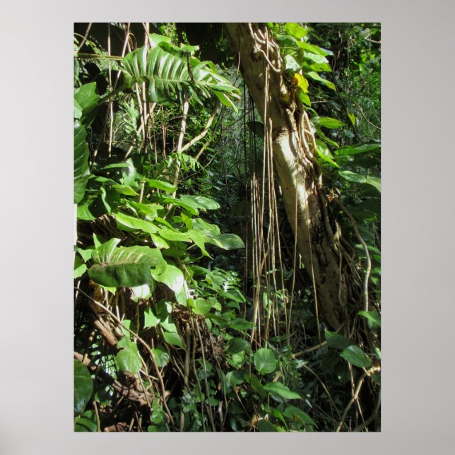 Wild Hawaiian Philodendrons Poster (Vorne)