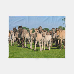 Wild Herd Grullo Colored Dulmen Horses Foals - Fleecedecke