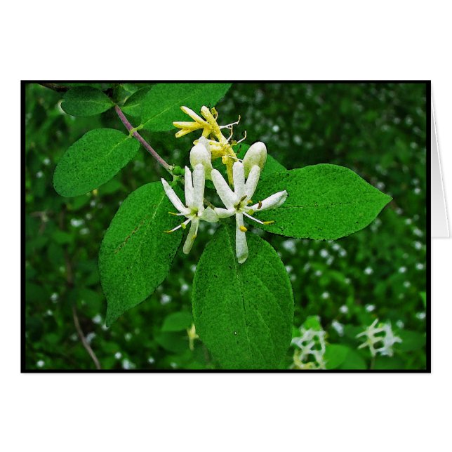 Wild Honeysuckle (Vorderseite (Horizontal))