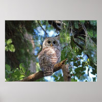 Wild-Hoot-Geflügel im Wald