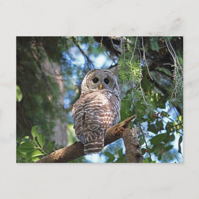 Wild-Hoot-Geflügel im Wald Postkarte (Vorderseite)