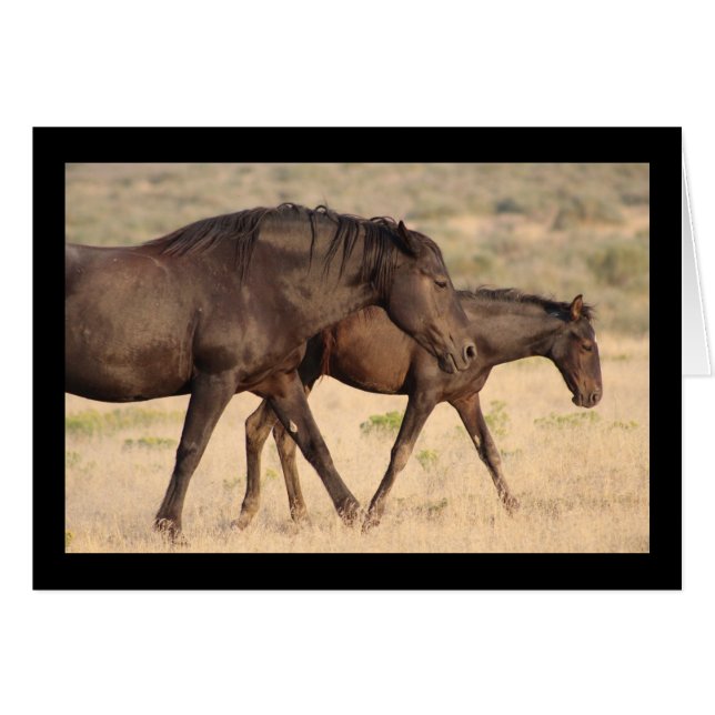 WILD HORSE DER ONAQUI BERGE, UTAH (Vorderseite (Horizontal))