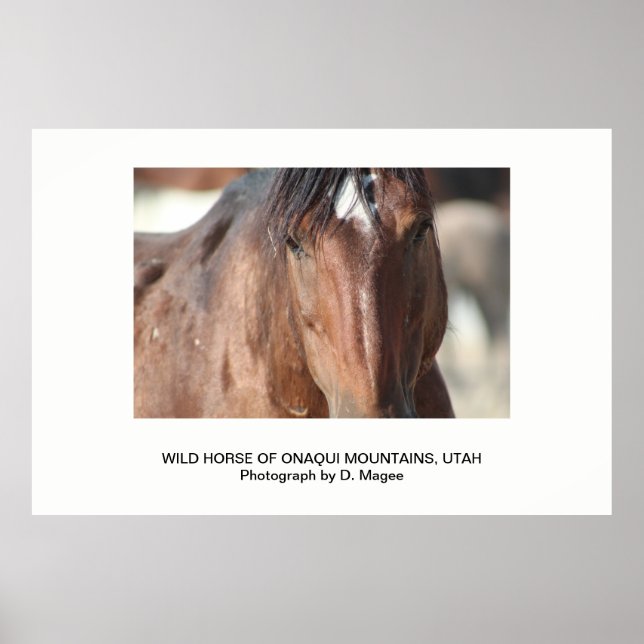 WILD HORSE DER ONAQUI BERGE, UTAH POSTER (Vorne)