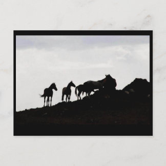 Wild Horse Postcard Postkarte